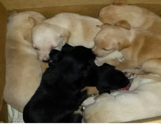 Cachorro ra a sem raça definida idade Abaixo de 2 meses nome varios filhotes