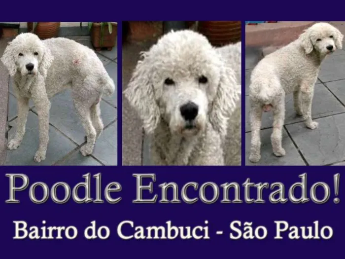 Cachorro ra a Poodle idade 1 ano nome Bob