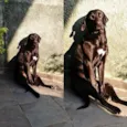 Cachorro raça Labrador idade 6 ou mais anos nome Diana