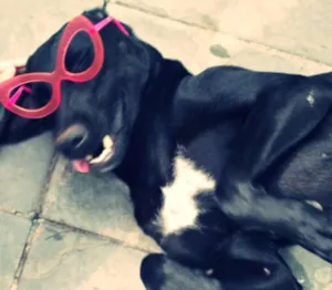 Cachorro raça Labrador idade 6 ou mais anos nome Diana