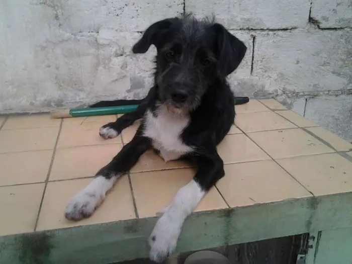 Cachorro ra a SRD idade 2 a 6 meses nome benjoca