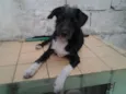 benjoca
