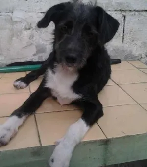 Cachorro raça SRD idade 2 a 6 meses nome benjoca
