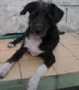 benjoca