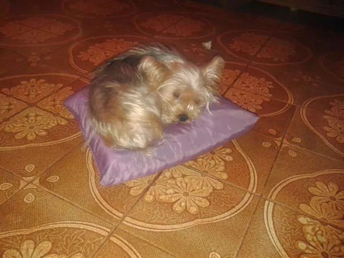 Cachorro ra a Yorkshire idade 1 ano nome Belle