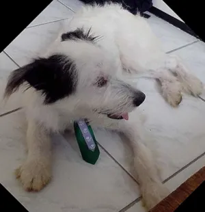 Cachorro raça vl idade 1 ano nome sem nome