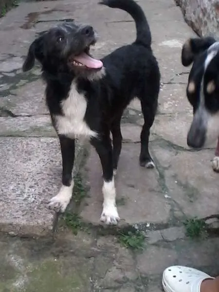 Cachorro ra a SRD idade 2 a 6 meses nome benjoca
