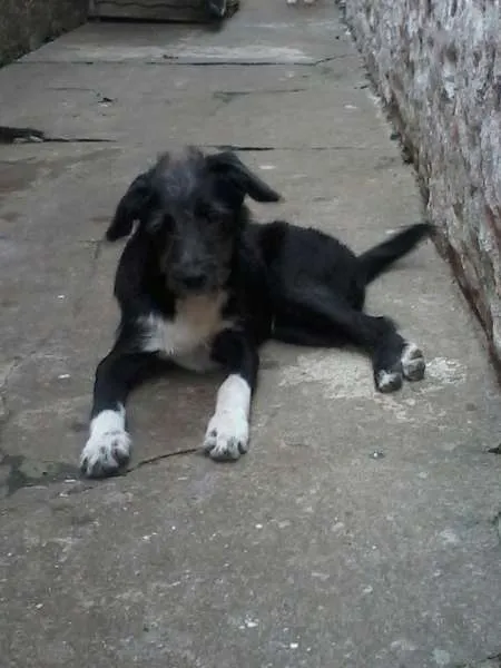 Cachorro ra a SRD idade 2 a 6 meses nome benjoca