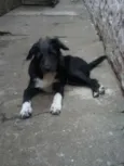 benjoca