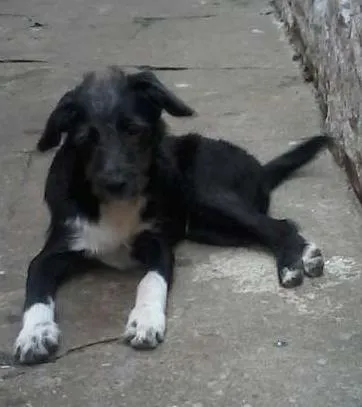 Cachorro ra a SRD idade 2 a 6 meses nome benjoca
