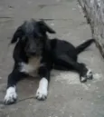 benjoca