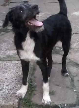 Cachorro ra a SRD idade 2 a 6 meses nome benjoca