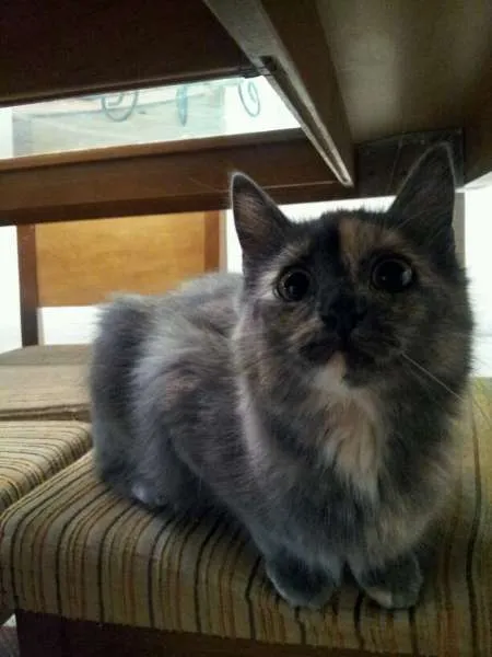 Gato ra a SRD idade 2 a 6 meses nome Margô