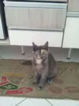 Margô