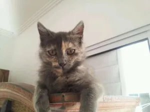 Gato raça SRD idade 2 a 6 meses nome Margô