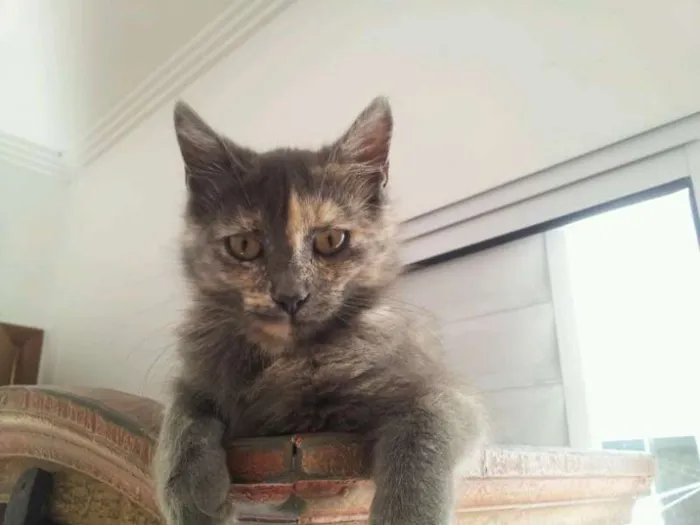 Gato ra a SRD idade 2 a 6 meses nome Margô