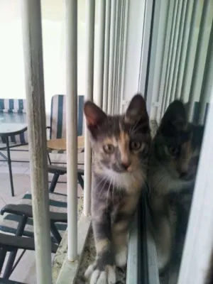 Gato raça SRD idade 2 a 6 meses nome Estella