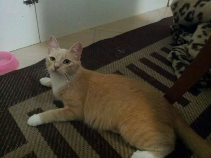 Gato ra a SRD idade 1 ano nome Angelina