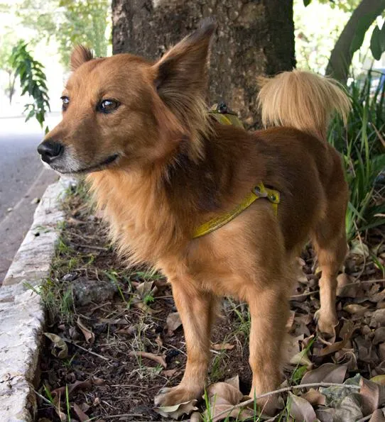Cachorro raça mestiço idade 1 ano nome Cacau