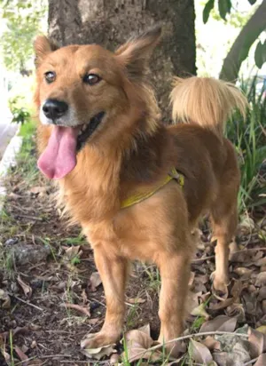 Cachorro raça mestiço idade 1 ano nome Cacau