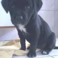 kika
