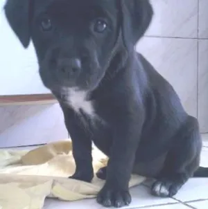 Cachorro raça vira lata idade Abaixo de 2 meses nome kika