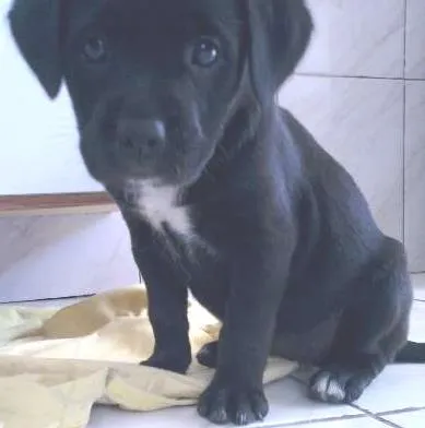 Cachorro ra a vira lata idade Abaixo de 2 meses nome kika