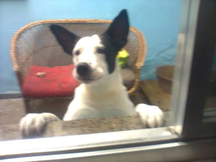 Cachorro ra a SRD idade 6 ou mais anos nome NESTOR
