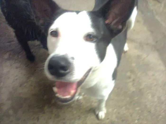 Cachorro ra a SRD idade 6 ou mais anos nome NESTOR