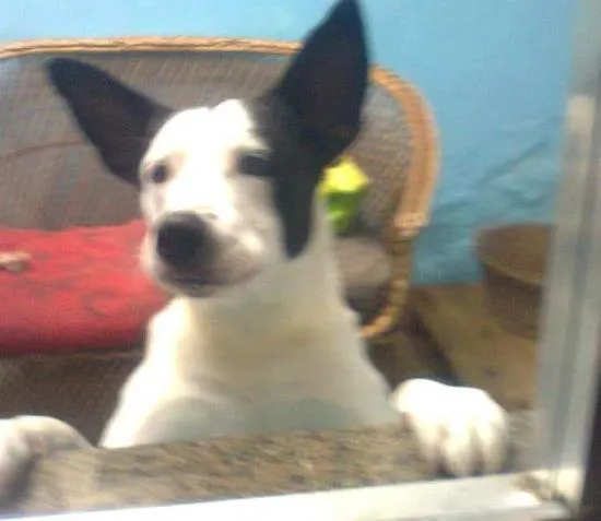 Cachorro ra a SRD idade 6 ou mais anos nome NESTOR