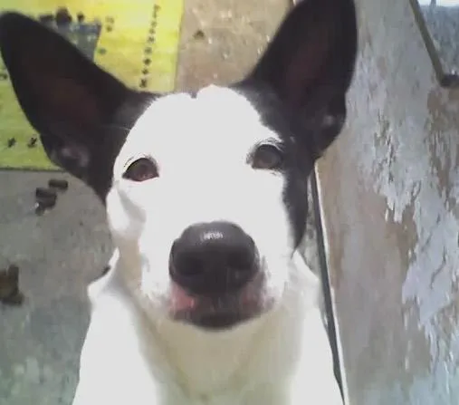Cachorro ra a SRD idade 6 ou mais anos nome NESTOR