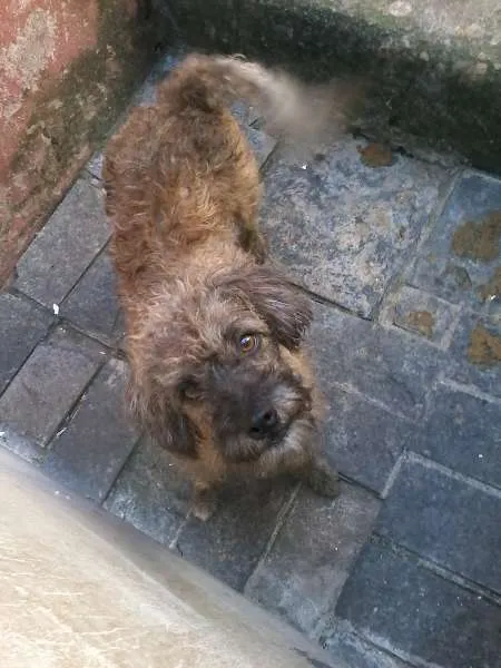 Cachorro ra a SRD idade 3 anos nome Lili
