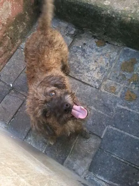 Cachorro ra a SRD idade 3 anos nome Lili