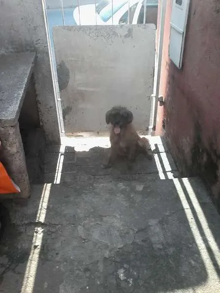 Cachorro ra a SRD idade 3 anos nome Lili