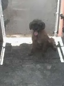 Cachorro ra a SRD idade 3 anos nome Lili