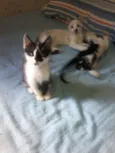 gatinhos