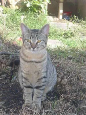 Gato raça SRD idade 2 a 6 meses nome Castiel