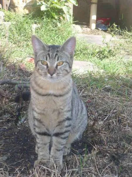 Gato ra a SRD idade 2 a 6 meses nome Castiel