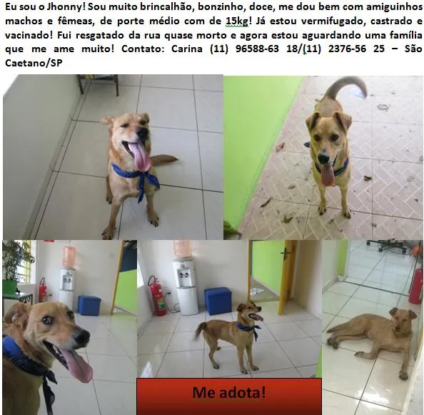 Cachorro ra a Sem Raça Definida idade 7 a 11 meses nome Jhonny