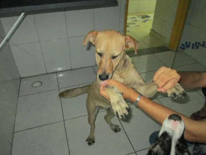 Cachorro ra a Sem Raça Definida idade 7 a 11 meses nome Jhonny