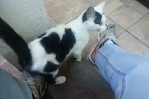 Gato raça SRD idade 2 a 6 meses nome Piá