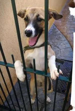 Cachorro raça SRD idade 7 a 11 meses nome menininha