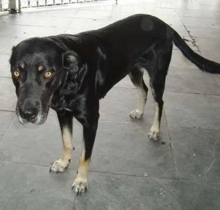 Cachorro ra a VIRA-LATA idade 5 anos nome NINA