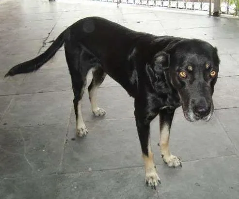 Cachorro ra a VIRA-LATA idade 5 anos nome NINA