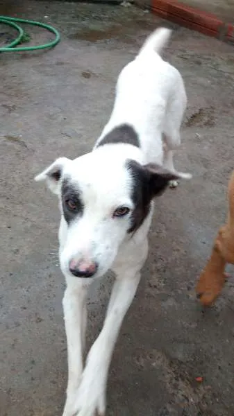 Cachorro ra a SRD idade 3 anos nome Bandit