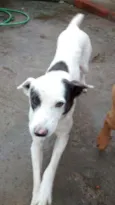 Bandit