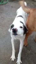 Bandit