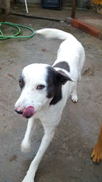 Cachorro ra a SRD idade 3 anos nome Bandit