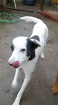 Bandit