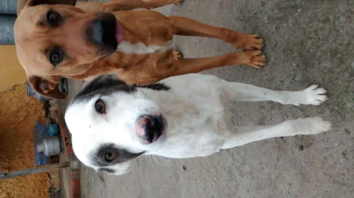 Cachorro ra a SRD idade 3 anos nome Bandit